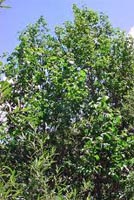 Alnus Incana - Grey Alder Deciduous Tree from Heathwood Nurseries